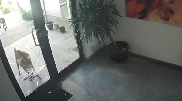 VIDEO Apartamente de lux, cu caprele la ușă. Imaginile cu țapul curajos din Pipera fac înconjurul Internetului