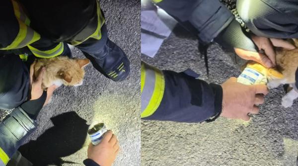 Pompierii au salvat o pisică cu capul blocat într-o conservă. Un botoșănean a sunat la 112. „Fiecare viață contează”