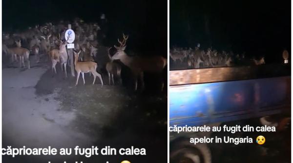 Sute de căprioare au fugit din calea inundațiilor, în Ungaria - FOTO/VIDEO  