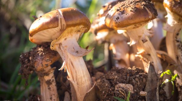 O româncă din Italia a fost salvată de fiul ei, după o noapte de groază într-o pădure. S-a rătăcit când culegea ciuperci