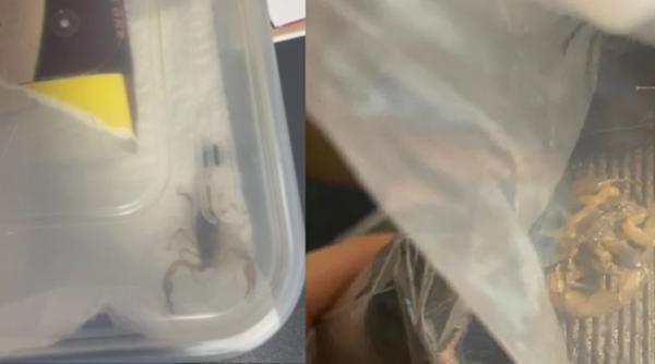 Livrare cu surprize: O studentă a descoperit în coletul de la Shein un scorpion viu
