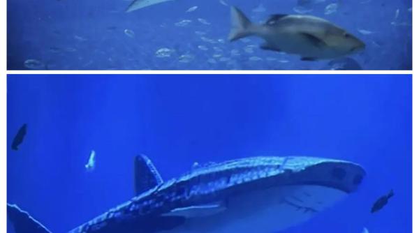 Vizitatorii unui mare parc acvatic din China au descoperit rechini falși în acvarii. Conducerea a recunoscut tot 
