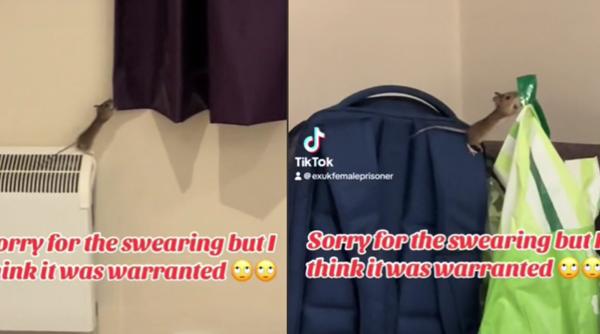 Panică mare într-un hotel de renume: O femeie s-a trezit cu un șoarece pe față - VIDEO