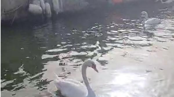 Român acuzat de italieni că ar fi ademenit o lebădă cu pesmet și apoi a mâncat-o. Pescarii se tem să nu le vâneze și pe restul
