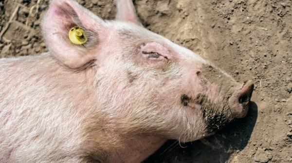 O familie de români din Italia riscă să ajungă la închisoare după ce au tăiat un porc de Crăciun: Amenzi uriașe în UE