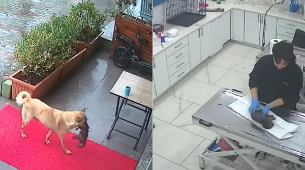 Dragostea de mamă nu are limite: O cățelușă fără adăpost și-a dus singură puiul bolnav la veterinar VIDEO
