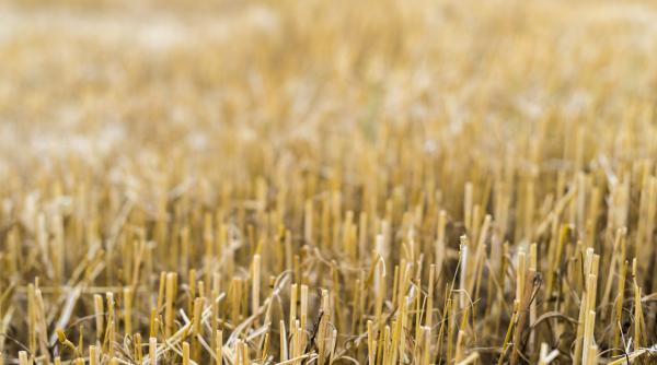 UE îi răspunde lui Trump: Importul de soia cultivată cu pesticide ar putea fi restricționată