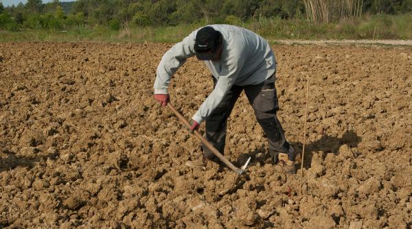 E nevoie în continuare de migranți. Marea Britanie prelungeşte facilităţile pentru vizele acordate muncitorilor sezonieri din agricultură