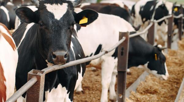 România a oprit importurile de lapte și carne din Ungaria