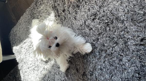 Bichon Maltes, cea mai afectuoasă rasă de câine