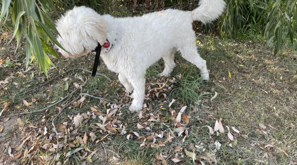 Elveția: în Zurich, cursul de educare a câinilor redevine obligatoriu