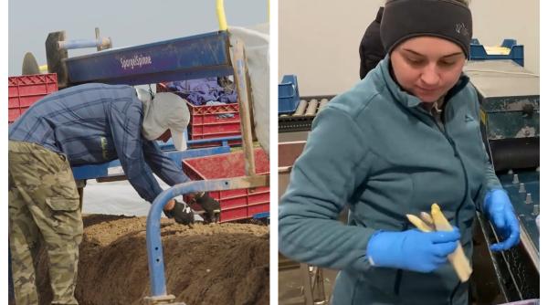 Cât câștigă un cuplu de români la sparanghel în Germania: "Nu rămânem aici, ne așteaptă copiii acasă"