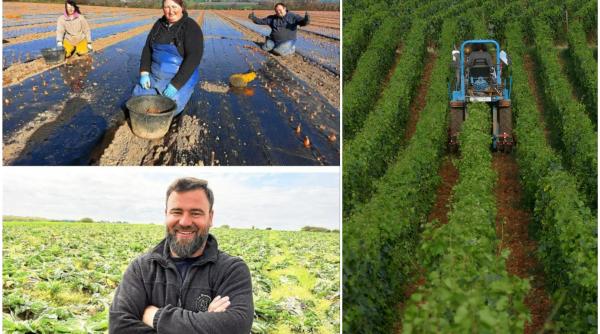 Cât câștigă muncitorii români pe câmpurile din Franța: "Aici iau dublu față de cât aș lua acasă"