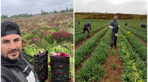 Cât câștigă un român care lucrează pe câmp în Anglia. Mulți nu-l cred: "Ha, ha! Poate atât iei în 3 luni"
