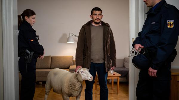 Un român din Germania, prins în apartament cu trei oi furate dintr-un parc natural