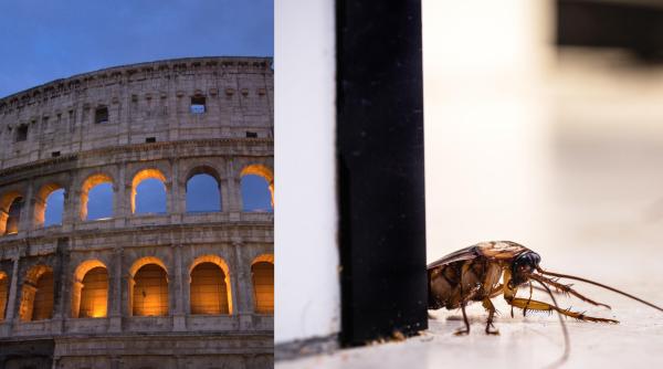 Criză sanitară la Roma: Capitala Italiei se confruntă cu o invazie de gândaci de bucătărie