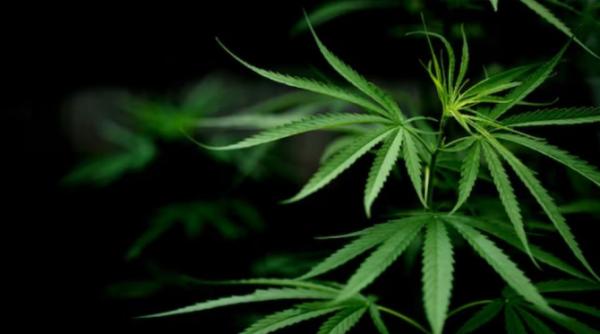 Studiu: consumul de marijuana crește riscul de deces 