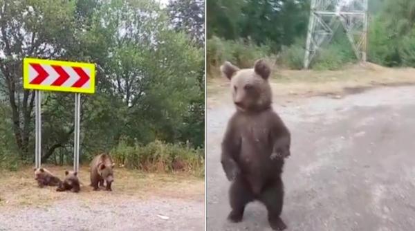 Puii ursoaicei care a atacat italianul s-au întors singuri la ultimul loc în care au văzut-o 