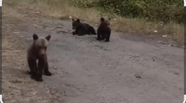 Răsturnare de situație: ursuleții orfani de pe Transfăgărășan NU au ajuns la sanctuar, așa cum au anunțat autoritățile