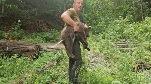 Unul dintre ursuleții orfani de pe Transfăgărășan a fost găsit