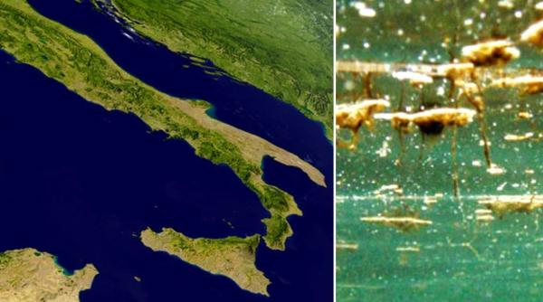 Alertă sanitară în Italia: O specie de alge toxice afectează litoralul din Liguria până în Sicilia