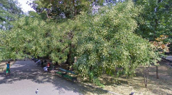 Efectele furtunii puternice din București: Copaci doborâţi în parcuri, inclusiv frasinul secular din Cişmigiu. 88 de intervenţii ale pompierilor