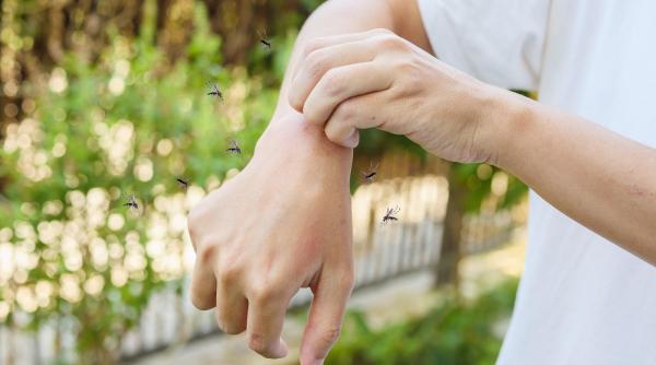 Alertă sanitară în Italia: Virusul West Nile, prezent în 15 provincii. O femeie a murit