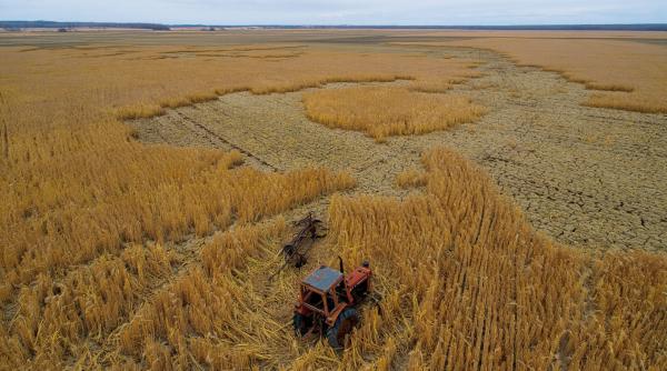 Rusia, lovită de o secetă cumplită, speră să producă cereale în Siberia, ca să-și salveze economia 