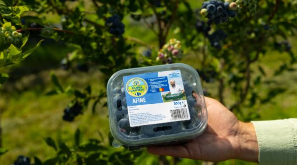 Am găsit cele mai sănătoase afine din România, la un preț decent! Au gustul de pe vremuri! De unde le poți cumpăra