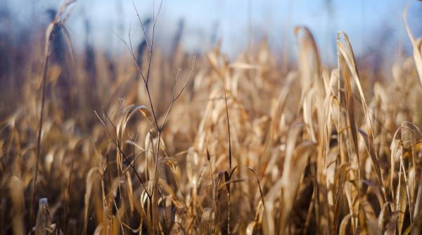 Seceta a făcut ravagii în Olt. Aproape 80% din culturile de porumb sunt compromise