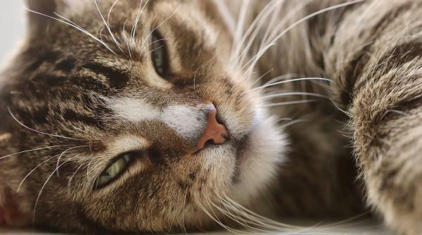 Studiu: ca și oamenii, pisicile pot dezvolta demență