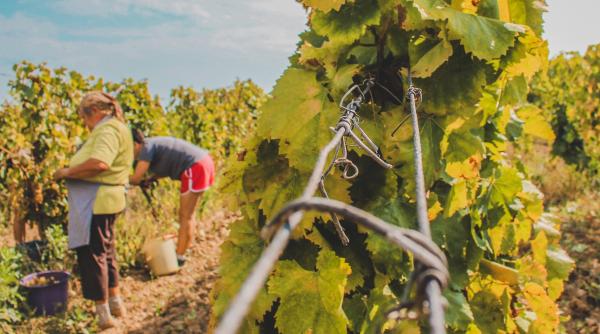 Cât câștigă românii la cules de struguri în Italia. Amenzi de zeci de mii de euro pentru patronii care îi exploatează