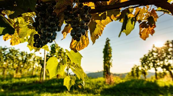 Hoţii au furat strugurii copţi din două podgorii din Germania, pe aproximativ 8.000 de metri pătraţi