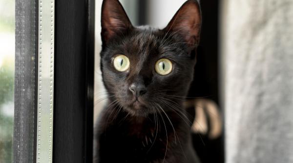 Un oraş din Spania interzice adopţia pisicilor negre