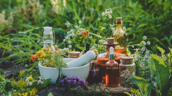 Plante cu beneficii terapeutice și posibile contraindicații 