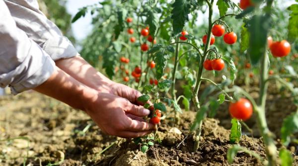 Dilema unei românce, după 10 ore de cules roșii într-o seră din Noord-Brabant: "Ce s-ar face Olanda fără noi?"