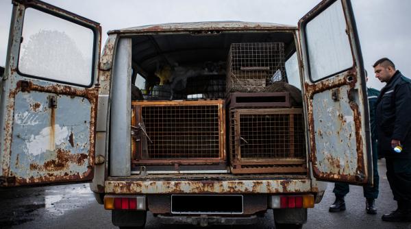 Român, prins la granița Austriei cu 42 de căței și pisici în mașină 