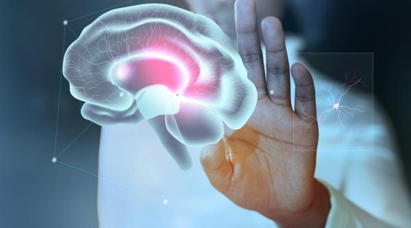 Cercetătorii au descoperit cinci etape ale dezvoltării creierului