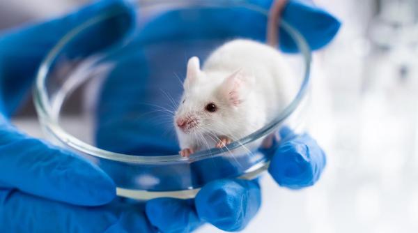 Un medicament experimental încetinește progresia timpurie a bolii Alzheimer la șoareci