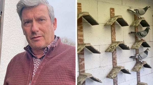 Hoți români de porumbei, condamnați la închisoare în Belgia. Trebuie să le plătească proprietarilor 470.000 euro