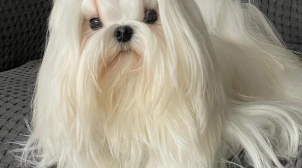 Amendă de 45.000 de euro și 3 ani de închisoare pentru abandonul animalelor de companie