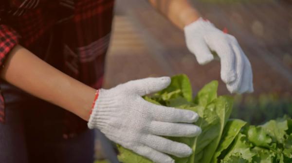 O româncă și-a înjunghiat colega alături de care lucra într-o fermă din Germania