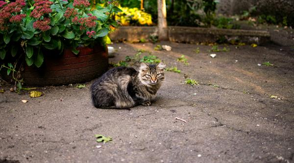 Un curier român de la Amazon riscă închisoare după ce a fost surprins în timp ce fura o pisică 