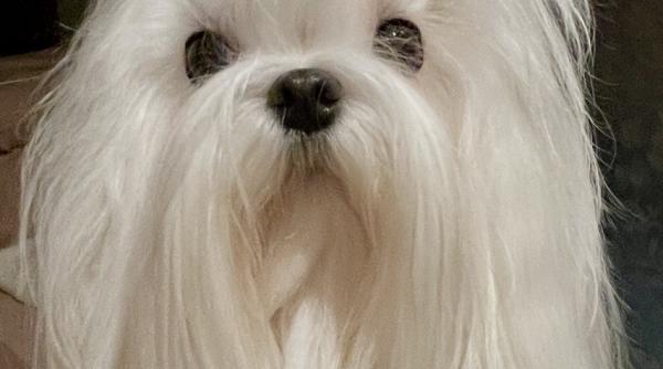 Italia, prima țară din lume în ceea ce privește bunăstarea animalelor 