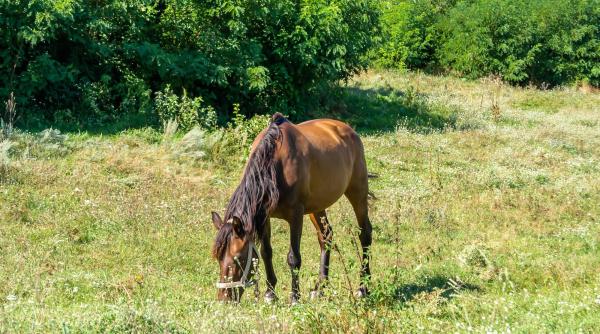 Tei români au furat doi cai de curse de pe o pășune din Belgia. Animalele au fost găsite piele și os în România