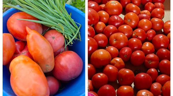 Roșiile românești timpurii au ajuns cele mai scumpe din Europa. Explicația agricultorilor 