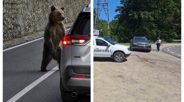 Turistă din Germania, atacată de urs pe Transfăgărășan. Oprise să facă poze, iar ursul a spart geamul mașinii 