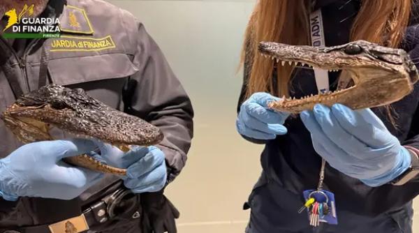 Controale fără precedent pe aeroportul din Florența: s-au găsit capete de aligator și o sumă imensă de bani