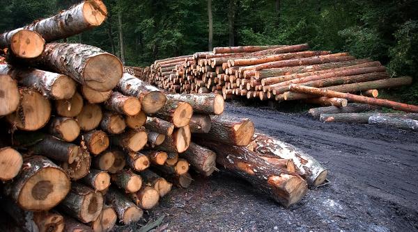 Scandal în Austria după ce un investitor belgian a defrișat 19 hectare de pădure