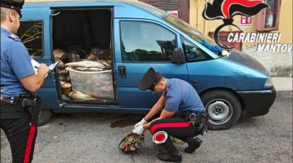 Șase români din Italia au capturat aproape o tonă de somn folosind pistolul cu electroșocuri